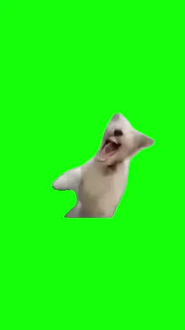 Dog laughing meme green screen #MemeCut #template #fyp #capcut #dog #greenscreenvideo 