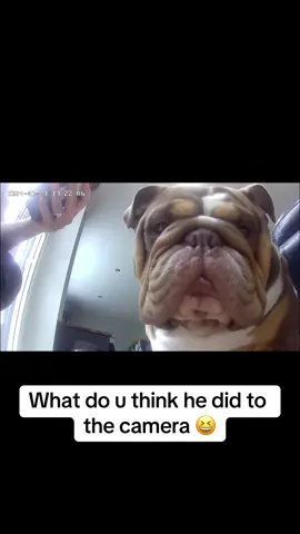 The angle of Gary i never knew i needed 🥹 perfection ❤️#gary #english #garythebulldog2 ##bulldog #englishbulldog #englishbulldogsoftiktok #cuteanimals #britishbulldogoftiktok🌸 #puppy #britishbull #britishbulldog #garycam #camera #petcam #kinggary  