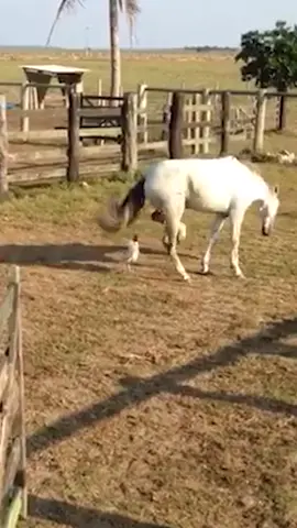 ¿Antojo de algo realmente delicioso? Nuestras alitas fritas son la respuesta. Ven a Macarena Pub y déjate seducir por su aroma irresistible y su sabor inigualable. ¡Te garantizamos que no podrás resistirte a pedir otra ronda! ¡Te esperamos en Macarena Pub para que disfrutes de las mejores alitas de la ciudad! #humor #funny #hook #pollo #comida