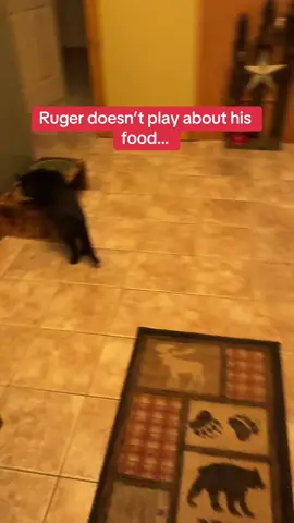 Dont mess with rugers food.. #dogsoftiktok #dogtok #dogowner #dogfood #momscooking #dogmom #catsoftiktok 
