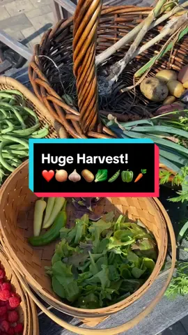 This huge harvest includes a pound of raspberries (and wineberries!), 3 pounds of bush beans, garlic, onions, peas, peppers, lettuce, carrots, and 3 pounds of potatoes #harvesttime #gardenharvest #backyardgarden #harvest 