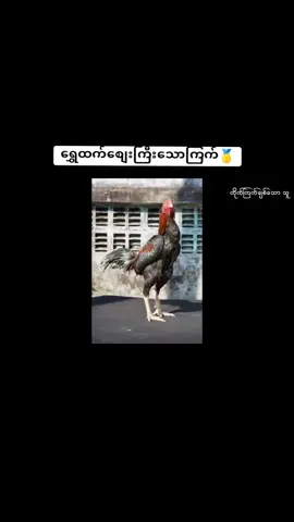 #တိုက်ကြက်ဝါသနာရှင်ညီအကိုများမဂ်လာဗျာ #တိုက်ကြက်ဗဟုသုတများ #တိုက်ကြက်ချစ်သူများ🐓 #ကြက်ဝါသနာရှင်များ😍🥰 
