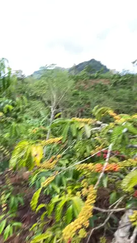 CAPEKNYA JUGA JELAS #fyppppppppppppppppppppppp #petanimuda #Buruhkopi #kopilampungbarat 