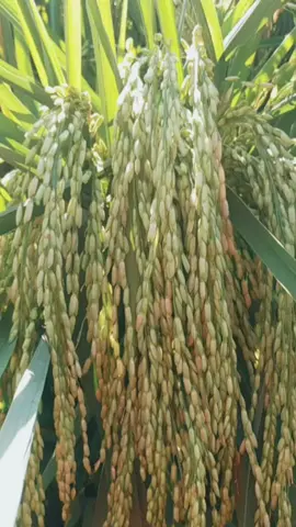 padi sedayu info bibit/benih padi wa.085784227189 #padi  #padisedayu  #bibitpadi  #bibitpadiunggul  #benihpadiunggul  #benihpadi  #fyp  #reels  #viral  #petanipadi  #petaniindonesia🇮🇩🇮🇩🇮🇩🌿🌿 
