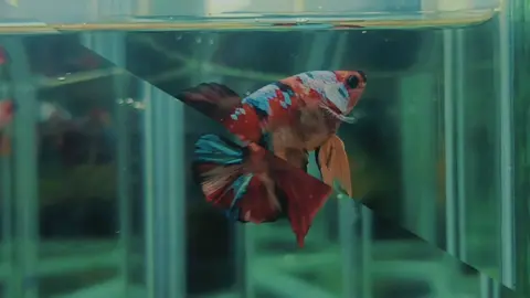 Thuwanna Betta Fish မှကြိုဆိုပါတယ် ❤️ ခင်ဗျာ#CapCut #yangon #bettafish #halfmoonbetta 