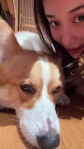 อยากจะมีวันที่หมาไม่ทำหน้ารำคาญเราบ้าง..😂 #corgi #inkwaruntorn #พบรัก 