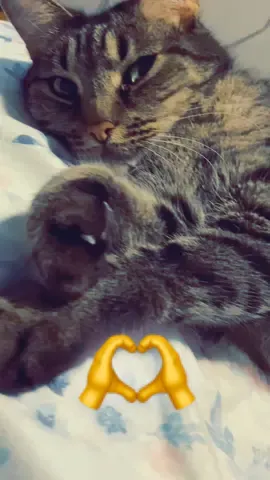 Road to 5k  #cat #catsoftiktok #teamwork #payoffdebt #letsgrow #community #together #roadto10K #followtrain #motivation #creatorfund #momssupportingmoms #5k #Under10k