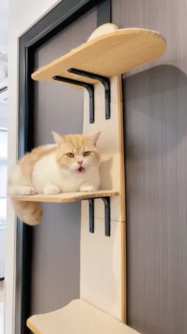 Look what I’ve found! A cat ladder on the door🫢 a perfect cat tree for creating a vertical playground in limited space 😻 #cat #catlovers #mewoofun #cattok #catsoftiktok #fypツ #fyp #cattree 
