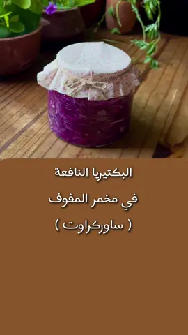 البكتريا النافعة في مخمر الملفوف الساوركراوت  #تعلم_على_التيك_توك #مخمر_الملفوف #البكتريا_النافعه #sauerkraut #probiotics 