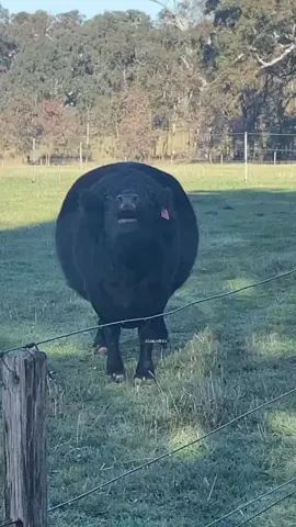 When I put the phone on a vibration mode. And it's on the table.  #video #TIKTOK #funny #🐃 