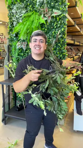 Vim voando para te dar esse recado!!! 🤭😂 Venha para a betsaida calçados! 😊 . . . . . #meme #memes #memestiktok #memesbr #mood #humor #humortiktok #viral #viralvideo #explore #trabalho #lojadecalcados #marketing  #bota #botas 