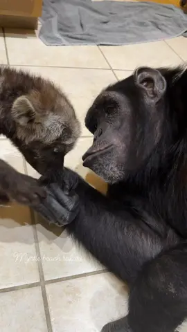 Vali the chimpanzee and Durga the hyena🩷☮️ • • • #unlikelyanimalfriends #animalfriends #animalfriendship #Chimps #chimpanzee #chimps #apes #cuteanimals #animalsaddict #animals #explorepage #animals #animallover #monkey #monkeys #monkeyseemonkeydo #monkeylove #onelove #family #riolilly #tara #hyena #hyenas #interspeciesfriendship #interspecieslove #durga #vali 