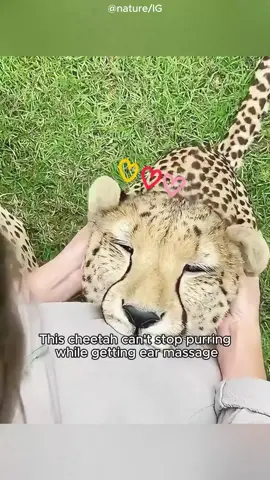 Animals teach us love #animals #animalsoftiktok #animallover #Love #loveanimals #fyp 