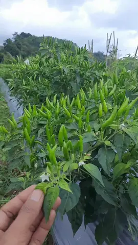 cabe rawit bulai tetap berbuah lebat 🌱🌶🌶 #caberawit #cabe #cabehijau #petanicabe #berkebun #holtikultura #bertani #pertanian #petanimilenial #petanimuda #petanicabesukses #suksesbertani #cabeberbuahlebat #cabebulai #mengatasibulaicabe #mengatasirontokbuahcabe #sayuran #cabeorganik #chili #plants #farming #pupukcabe #pestisidacabe #pupukbuah #pupukorganik #pupukcair #pupukhantu #pupukpelebatbuah 