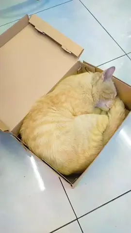 Badan segede ini, bisa tidur nyenyak dalam kardus sepatu sekecil itu 🥲😺 #viral #fyp #kucinggemoy #kucinglucu #kucingoyen #kucingvirallditiktok #catlover 