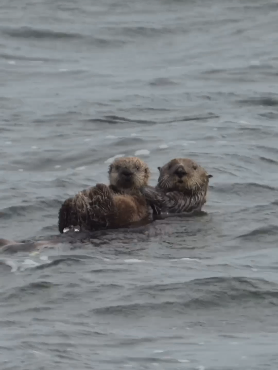 O vídeo mais fofo que você vai ver hoje! 🥺🫶🏻 As lontras marinhas amamentam seus filhotes flutuando de costas, graças ao seu pelo denso e sua excelente capacidade pulmonar! Isso que é vida, né? 🦦 📸: @discovery  #DiscoveryBR #Nature #Natureza #Lontra #LontraMarinha #SeaOtter #Otter #Animals #TikTokMeFezAssistir