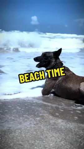AMAZING TIME AT THE BEACH - as a time off after hard work! . 🗣️ ATTENTION -> This is only original Account! No backup account! THERE ARE MANY SCAMMERS . ℹ️ LVE STREAMING FOR FUN EVER DAY! Check the Team G.O.A.T.s  . #beachtime #dogatthebeach #familytime #funtime #summerlove #doglove #k9 #k9training #malinois #dogsoftiktok 