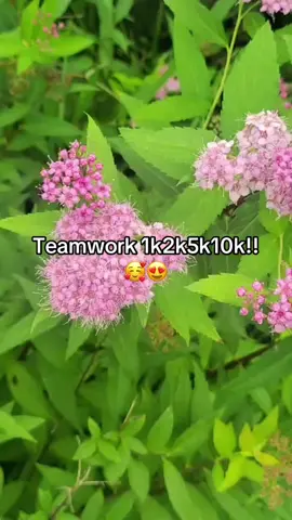 Teamwork#followtrain2024 #followtrain #1k#5k#10k