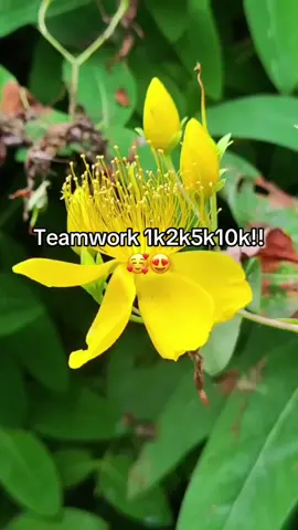 Teamwork#followtrain2024 #followtrain #1k#5k#10k