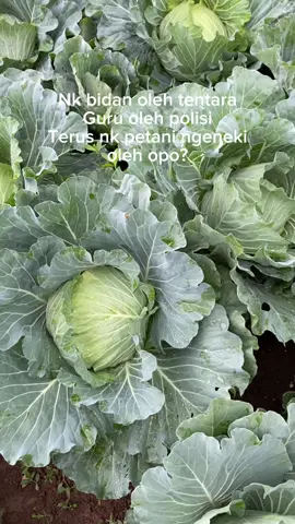 #petani #petanikubis #petaniindonesia #petanimuda 