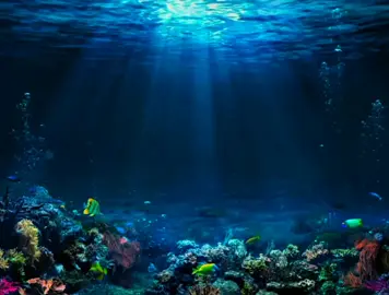 Royalty Free Cool Underwater 4K Background Video loop #royaltyfree #royaltyfreemusic #cool #underwater #underwaterworld #underwatertiktok #4kbackground #backgroundvideo #motionbackground #motionart #motiongraphic #hydra #bluesea #blueocean #videoloop #loop #livewallpaper4k #foryou #friends #follower #following #viral #nature 