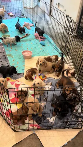 Happy Days are here again! Have the best one yet! 💐💕🐶🐾#minidachshundpuppies #minidachshundpuppies #tuesday 