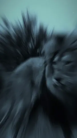 What’s a brother?! ❤️ #brother #TrueLove #Love #lovequotes #lovemessage #brotherhood #lions #animals #quotes #motivation #brothers #family #sister #foryoupage #fyp #foryou