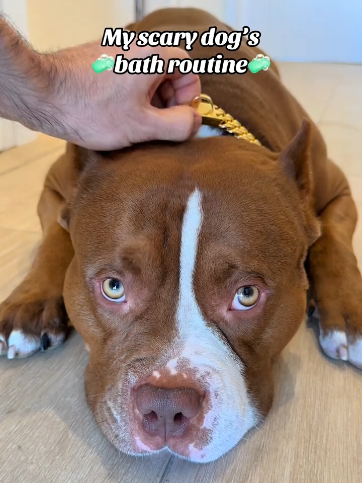 ✨ Acquista ora la spazzola 3 in 1 più virale del momento scontata del 30% e la spedizione è gratuita! Link in Bio!🐶🐱#fyp #viral#dog #pet #dogsvideo #dogsofinstagram#viralditiktok #virale #europe #italia #funnytiktok