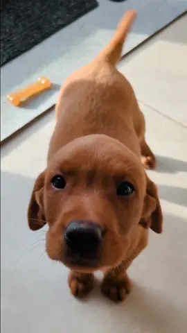 We’ll take 10 more @foxredrolo instagram account #puppies #need #foxeed #dogs #dogsoftiktok #retriever #labradorretriever #fyp #puppylove #puppy #foxredlab #fielddoglife #viraltiktok #dog 