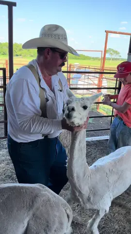 Clancy says he didn’t sign up for handling alpacas 😂 #Alpaca #Farm #Ranch #Ranching #FarmAnimals 