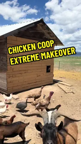My great friend Gus came over to help me build a chicken coop from an old lean to that was falling apart. Next up is paint and finishing the roosting area on the inside. #farmlife #chickencoop #chickencoopbuilds #chickencoopdesign #chickencoopmakeover #chickenoftiktok 