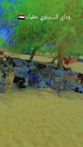 ود كرنوي مشاهير تيك توك سواتيز 🇸🇩