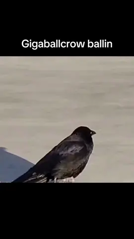 #meme #funny #funnyvideos #shitposting #shit #shitpost #random #animal #crow #ballin #chill #bird 