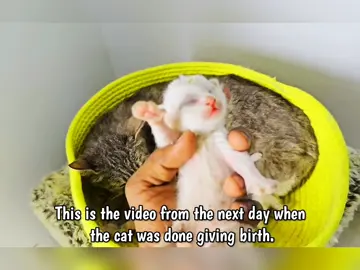 rescue cat #rescuecat 