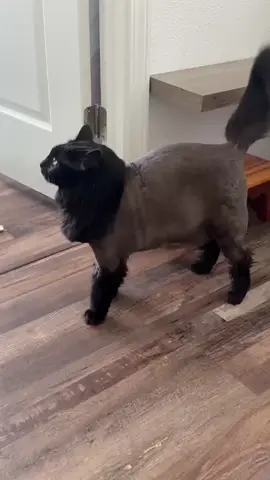 My new look🐈‍⬛ #catloversoftiktok #catlover #blackcat #furbabylove #catsoftiktok2024 #fluffycatsoftiktok #livingmybestlife #bootswiththefur #shavedcat 