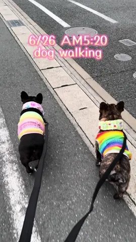 #犬 #犬のいる生活 #dog #フレブル #フレンチブルドッグ #frenchie #ブルドッグ #bully #bulldog #中型犬 #大型犬 #多頭飼い #犬の散歩 #dogwalking 