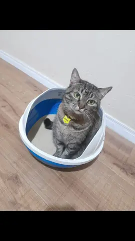 By @AFROZINHO ARTEIRINHO OFICIAL  Curtindo @Furacão Pet Brasil nosso lindo embaixador!!! 