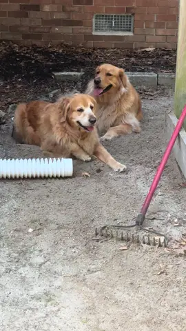 #goldenretriever #goldenretrieverlife 