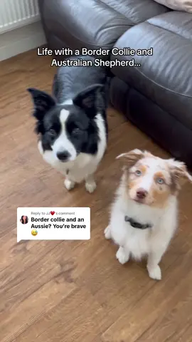 Replying to @JJ♥️ Life with two active pups is never dull! 🐾 Daily physical and mental stimulation keeps the crazies at bay… most of the time. They are honestly a dream and wouldn’t change a thing! 💕 #dogmum #dogmom #puppylove #activepups #bordercollie #austraianshepard 