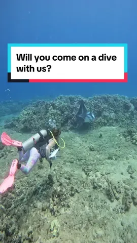 Dive into the ocean like never before with the world’s first underwater live streamers! 🐠🌊 Witness the majesty of sharks, swim alongside manta rays, and fall in love with the serene beauty of sea turtles. Our live streams bring the wonders of the deep to your screen. Join us and experience the ocean's magic! 💙✨ #CommunityFest #underwateradventure #OceanLove #SharkWeek #MarineLife #LiveStream #SeaTurtles #FYP #ExplorePage #Nature #tiktoktravel  