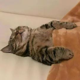 #lonely #akon #letrasdecanciones #michis #cats #gatos #gatitos #viral #ldcc