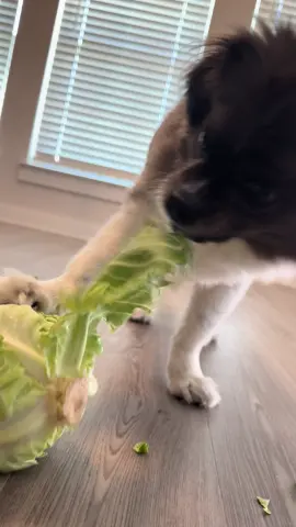 Luca likes to shred his toys so we gave him a little cabbage to play with 🥬🥬 I think he likes it 🥰🥰 #dogsoftiktok #puppylove #cabbage #shredding #asmrsounds #asmr #crunchy 