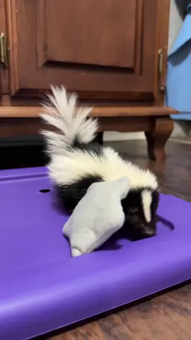 Those little stinker sounds.  #fyp #wildlife #rehab #rescue #cuteanimals #babiesoftiktok #skunk 