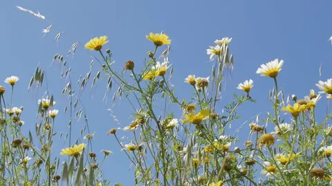 #nhachaymoingay #japanmusic #binhyen #canhdep #thugian #nhenhang #fyp 