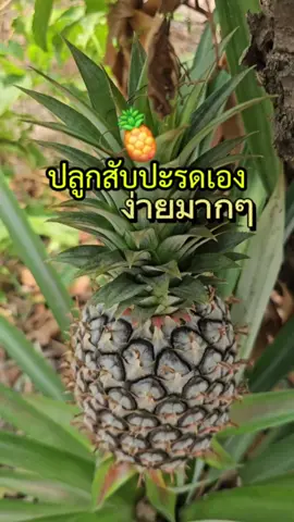 ปลูกสับปะรดเองที่บ้าน ไว้กินเอง ง่ายมั่กๆๆๆ 🍍😘 #เกษตร #ปลูกสับปะรด #สับปะรด #ปลูกผักกินเอง #tiktokuni #tiktokรีวิว #fyp #เข้าสวน 
