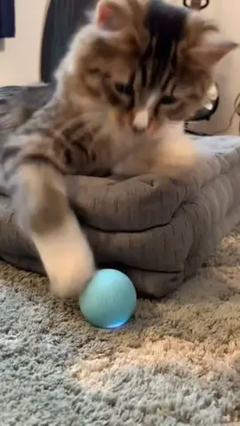 Electric Cat Ball 🥎🚀 Link to Buy in bio 🖇️ #rec #recommendations #wickedball #electricball #cat #toys #pet #tiktokmademebuyit 