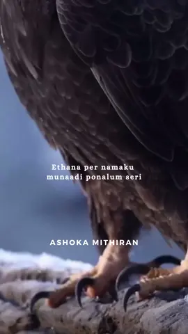 Focus on your goals_.🦅#tiktok #motivation #viralvideo #foryou #foryoupage #fyp #fypシ゚viral #fypage #fypp #fyppppppppppppppppppppppp #viral_videos #viraltiktok #malaysiatiktok #tamiltiktok #singaporetiktok #indiatiktok 