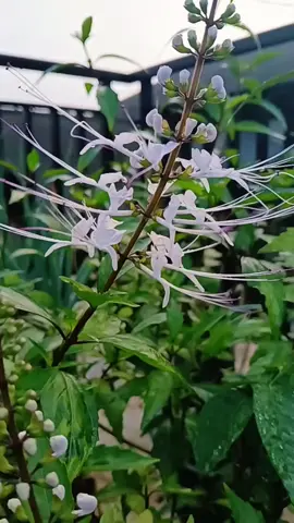 🌱*_Orthosiphon aristatus_* 🌱 Secara umum dikenal dengan kumis kucing telah dikonsumsi di Pulau Jawa sejak lama sehingga disebut juga sebagai teh jawa. Salah satu manfaat dari tumbuhan ini adalah kandungan antioksidan dan aktivitas diuretik yang berfungsi untuk pengobatan infeksi ginjal, batu ginjal, asam urat, dan masih banyak lagi fungsi lainnya🌱 Ada yang tahu fungsi lain dari _Orthosiphon aristatus_ yukss komen dibawah 🤭😊👇🏻👇🏻👇🏻 #tanamanherbal  #fypシ゚viral  #tanamankumiskucing  #obattradisional 