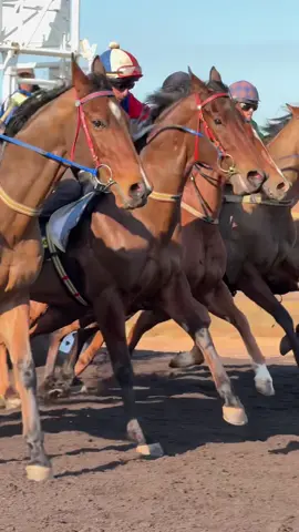 thoroughbreds 😍 #darwinturfclub #racehorses #thoroughbred #racehorseedit #thoroughbrededit #racehorsesoftiktok #horses #horseedit #equestrian #galloping #barriertrial #darwinracecourse #baythoroughbreds 