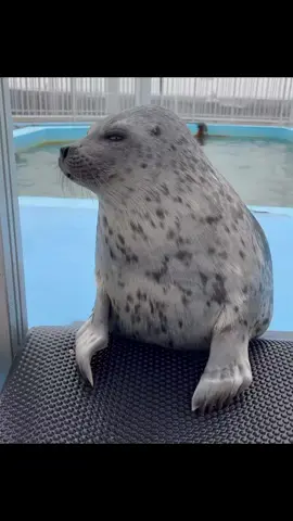 #seal #foryoupage #fyp #tokkaricenter #yochan #yo-chan Today is Yo-Chan! At may 23,Tokkari center uploaded a video of yochan. I suggest you to go on instagram and search 